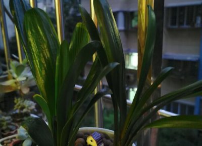 夏天高温君子兰怎么浇水 高温天给君子兰浇水需要注意哪些细节