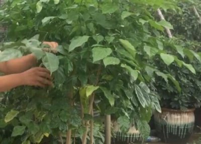 大幸福树多久浇一次水 大幸福树多长时间浇一次水