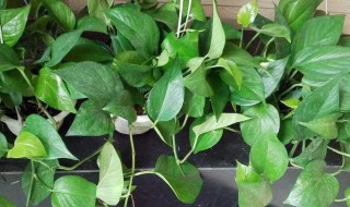 绿萝冻了怎么办 绿萝冻了如何处理