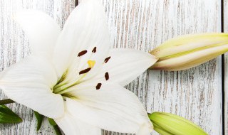 卧室内不适合养哪些花草 哪些花草不适合养在卧室内