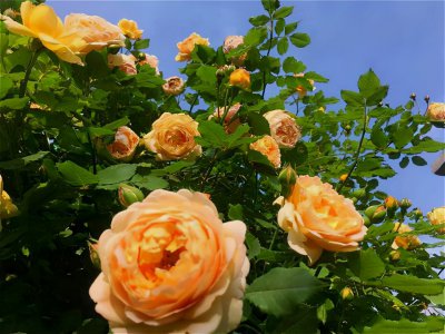 黄金庆典月季优缺点 爬藤黄金庆典长势快适合盆栽种植