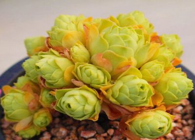 山地玫瑰是否怕冻 山地玫瑰冬天怎么养护