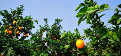 赣南脐橙几月份成熟上市好吃 11月底到12月初完全成熟