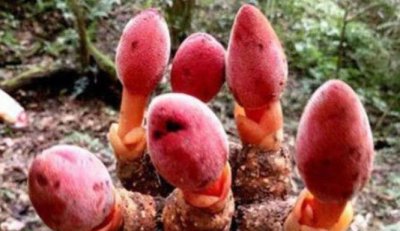 回春草的功效与作用 回春草的功效与作用及食用方法