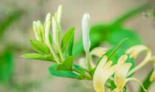 金银花叶子干枯怎么办 金银花叶子干枯的解决方法