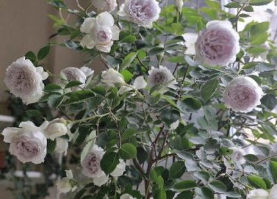 大天使月季优点 大天使月季的优缺点