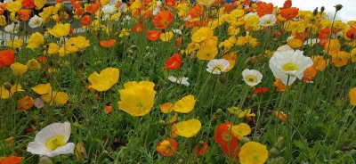 虞美人第二年能自生吗 6种第二年能复花的洋气花植物