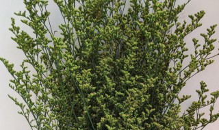 情人草可以放卧室吗 情人草能放卧室养护吗