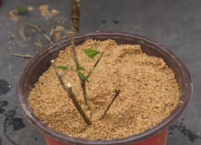 栀子花冬天扦插多久生根 秋季扦插生根的栀子花冬季如何管理