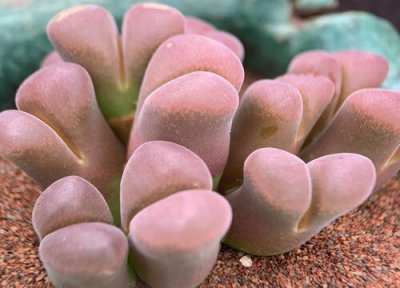 如何让无根的肉锥发根 肉锥3种常见发根技巧