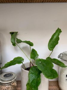 竹芋叶子干枯卷曲怎么补救 竹芋叶子卷曲枯萎原因及处理