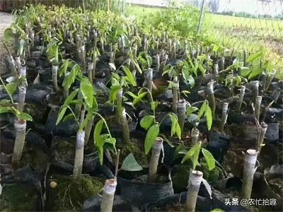 为什么说千万不要种植沉香 如今种植沉香的收益如何