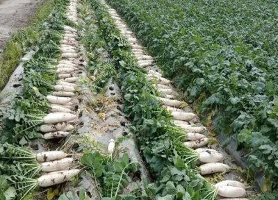 种植出高产的白萝卜要怎么施肥 白萝卜用什么肥料产量高