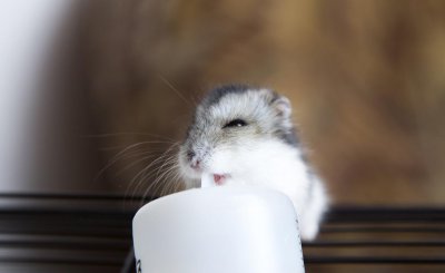 仓鼠喝水吗多长时间一次 仓鼠一天需要喝多少水