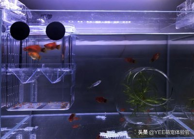 米奇鱼好养吗 米奇观赏鱼怎么饲养更加不容易死掉
