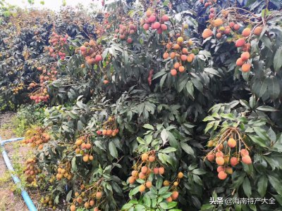桂花香荔枝简介 海南早熟荔枝品种桂花香特点、产地