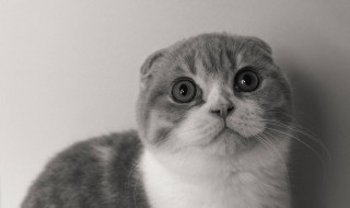 怎样挑选猫咪颜色 如何挑选猫咪颜色