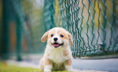 柯基怎么训练的听话懂事 柯基犬不听话教育这三点要注意