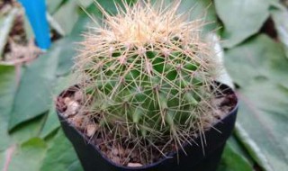 床头放什么植物辟邪最好 床头放哪些植物辟邪最好