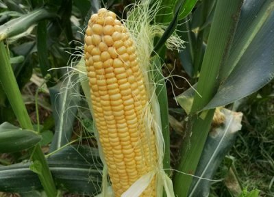 沃玉3号玉米种子介绍 出苗成熟多少天、包装价格