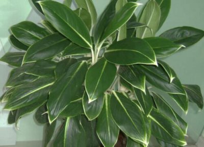 万年青象征意义 万年青象征着什么意义