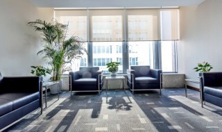 大叶的室内植物有哪些 有什么大叶的室内植物