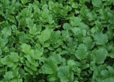 萝卜菜什么时候种植 萝卜菜种植时间和方法