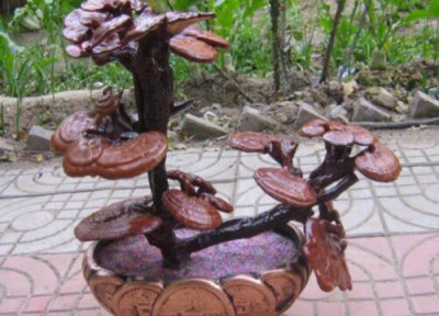 灵芝长在什么地方才是真的 灵芝长什么样子 长在哪里