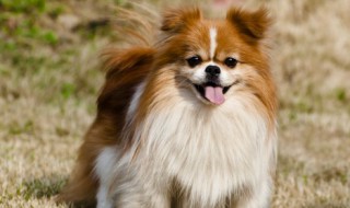 狗狗吃多了鱼油会怎样 狗狗吃多了鱼油会如何