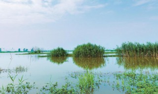 什么被称为地球之肾 地球之肾指的是啥