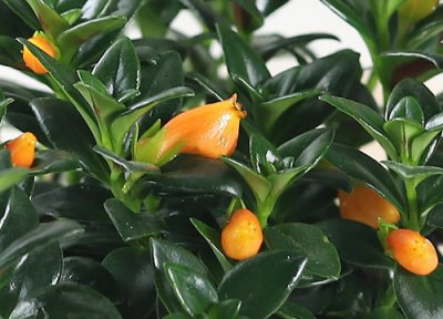 金鱼生长习性 金鱼的养殖方法和注意事项有哪些