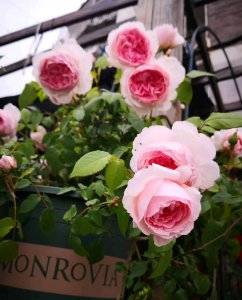 威基伍德月季优缺点介绍 粉伍德在两广种植养护怎么样