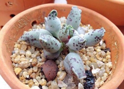 多肉海豹的养殖方法 多肉海豹的养殖方法和注意事项