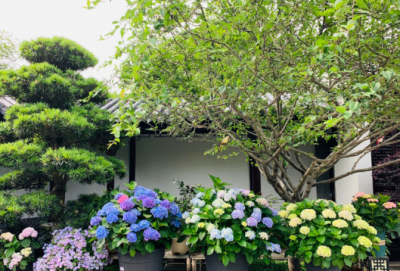 绣球只长叶子不开花是什么原因 绣球不开花到底怎么回事