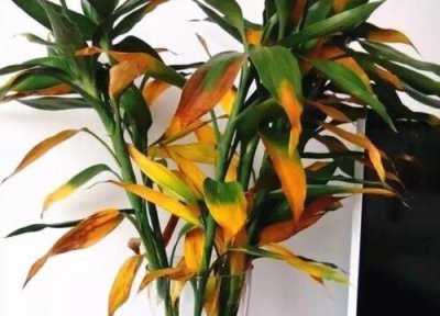 引发富贵竹黄叶原因 富贵竹黄叶怎么处理