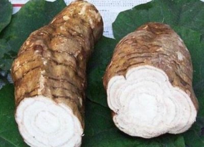 葛根长什么样子图片 野生葛根植物叶子形状 开什么花