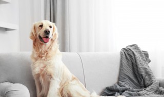 给狗炖骨头都放什么 给狗炖骨头怎么做