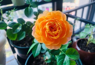 月季品种名字与图识别 10种常见月季花名称及图鉴