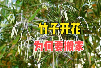 竹子开花赶紧搬家是什么意思 家里竹子开花是吉是凶