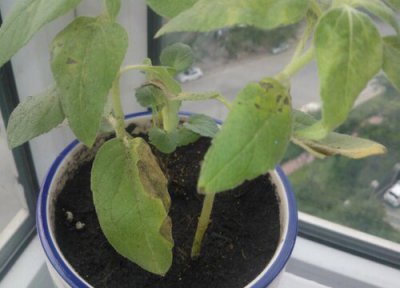 向日葵黄叶是怎么回事 叶子发黄发枯的原因与补救方法