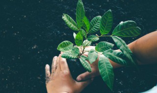 轻木的种植前景如何 轻木的种植前景介绍