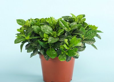 栀子花盆栽好养活吗 栀子花盆栽容易养活吗