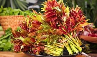 香椿怎么存放时间更长 香椿芽如何保鲜存放时间长