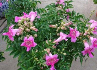 紫云藤花期时间 紫云藤花期是什么时候