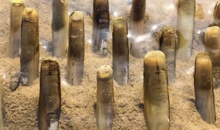 海边的蛏子为什么撒盐就出来 海边的蛏子撒盐就出来的原因