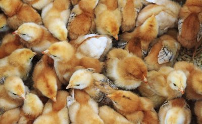 刚孵出来的小鸡怎么养活 养殖雏鸡如何提高存活率