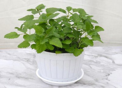 薄荷能用啤酒水浇吗 薄荷可以浇啤酒水吗