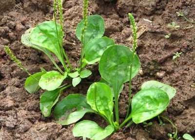 车前草发芽环境 车前草怎么发芽快