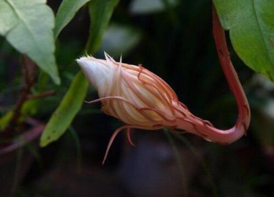 昙花花骨开花 昙花花骨朵的样子