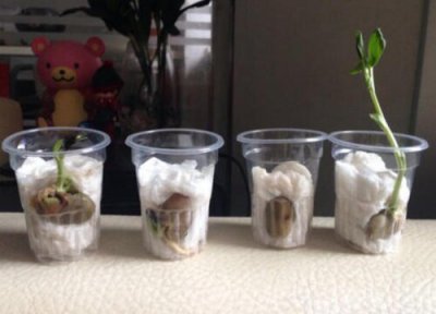 蚕豆怎么发芽快 蚕豆发芽环境要求